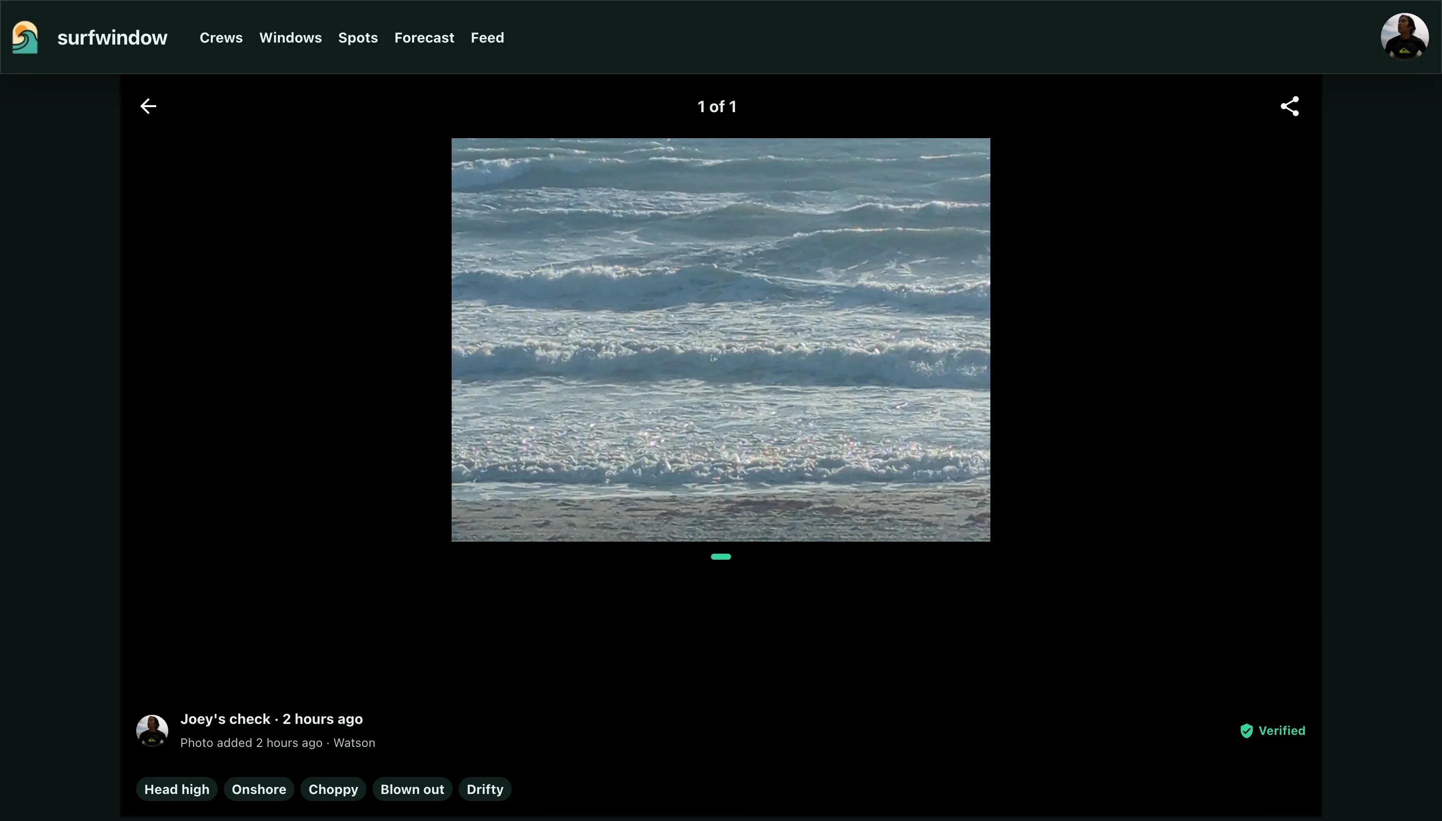 A shared check opened from its link inside the SurfWindow app, with the top navigation, a back arrow and share button, Joey's photo of Watson, and his tags beneath it